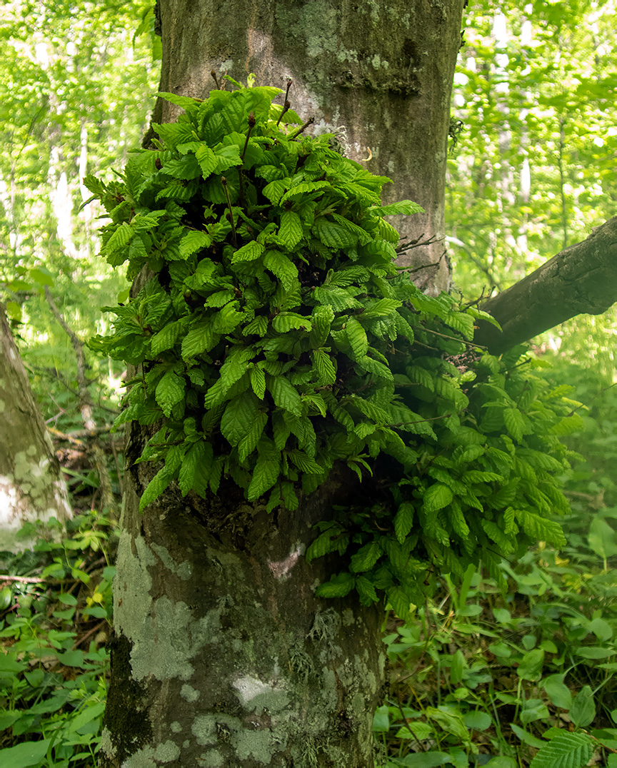 Image of Fagus × taurica specimen.