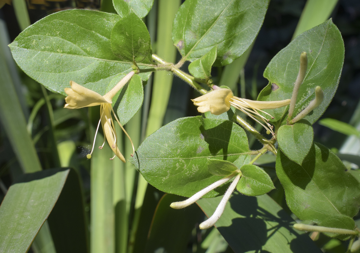 Изображение особи Lonicera japonica.