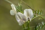 genus Vicia. Соцветие. Дагестан, Дербентский р-н, природный парк \"Джалган\", гора Ачигсырт, выс. ок. 350 м н.у.м., травянистый склон. 30.04.2026.