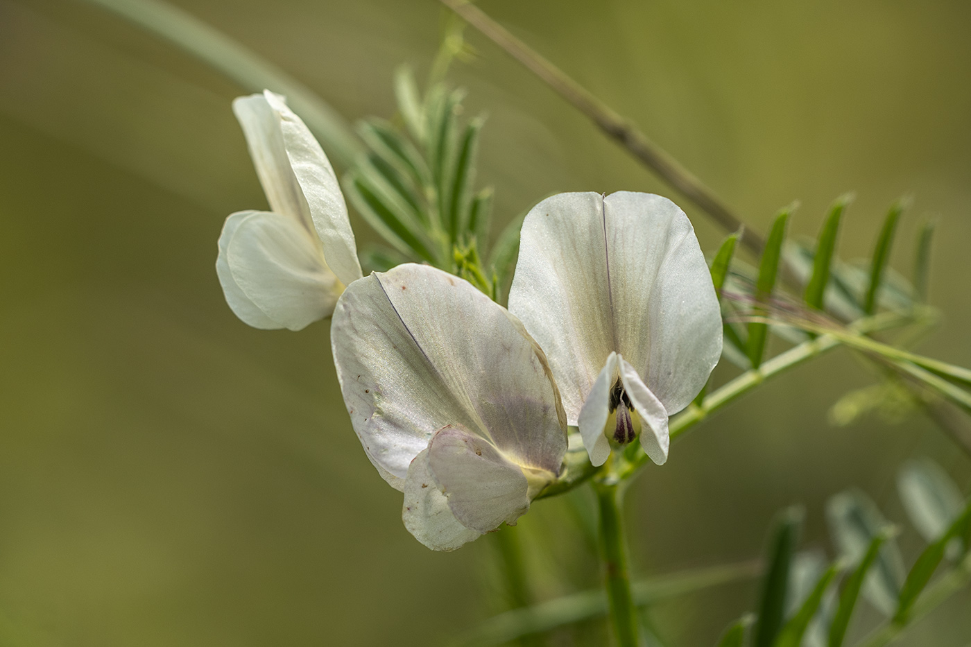 Image of genus Vicia specimen.