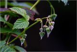 Rubus idaeus. Верхушка побега с бутонами. Московская обл., Раменский р-н, окр. дер. Хрипань, садовый участок. 13.06.2026.
