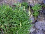 Plantago maritima