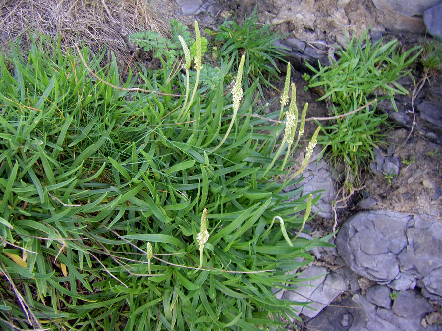 Image of Plantago maritima specimen.