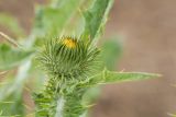 Onopordum acanthium. Нераскрывшееся соцветие. Ростовская обл., Неклиновский р-н, окр. хут. Мержаново, песчано-каменистый берег. 31.05.2026.