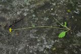 род Hieracium