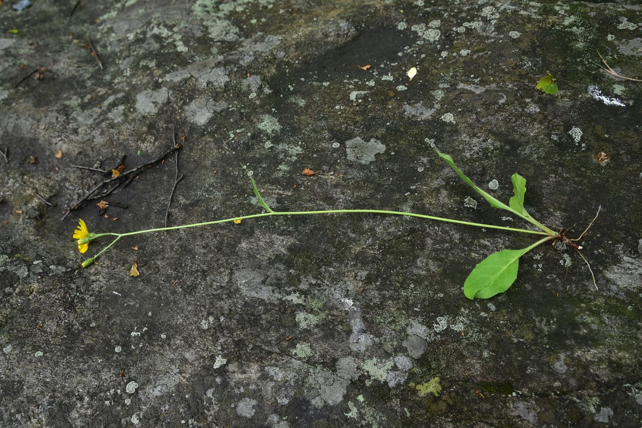 Изображение особи род Hieracium.