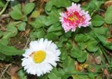 Bellis perennis