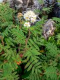 Sorbaria rhoifolia. Цветущее растение. Хабаровский край, р-н имени Лазо, массив горы Ко, гора Столовая, выс. ≈ 1740 м н.у.м., каменная россыпь. 02.08.2026.