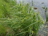 Carex capricornis. Цветущие растения. Хабаровский край, г. Комсомольск-на-Амуре, берег озера. 20.06.2026.