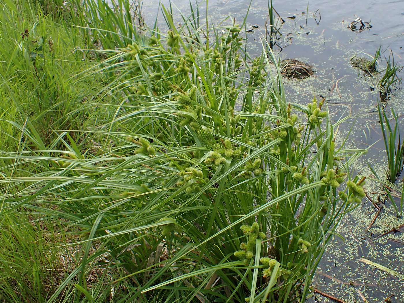 Изображение особи Carex capricornis.