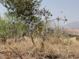 Eryngium caeruleum. Цветущее растение. Таджикистан, Хатлонская обл., Шамсиддин-Шохинский р-н, окр. кишлака Анджиробод, дол. р. Пяндж, ≈ 920 м н.у.м., приречная терраса. 29 июня 2026 г.