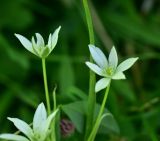 род Ornithogalum