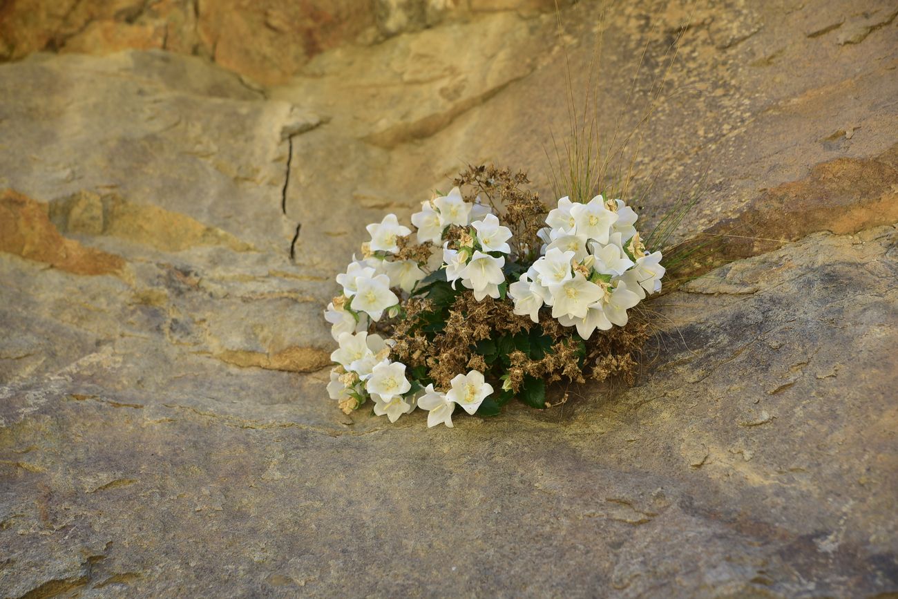 Изображение особи род Campanula.