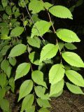 род Ulmus