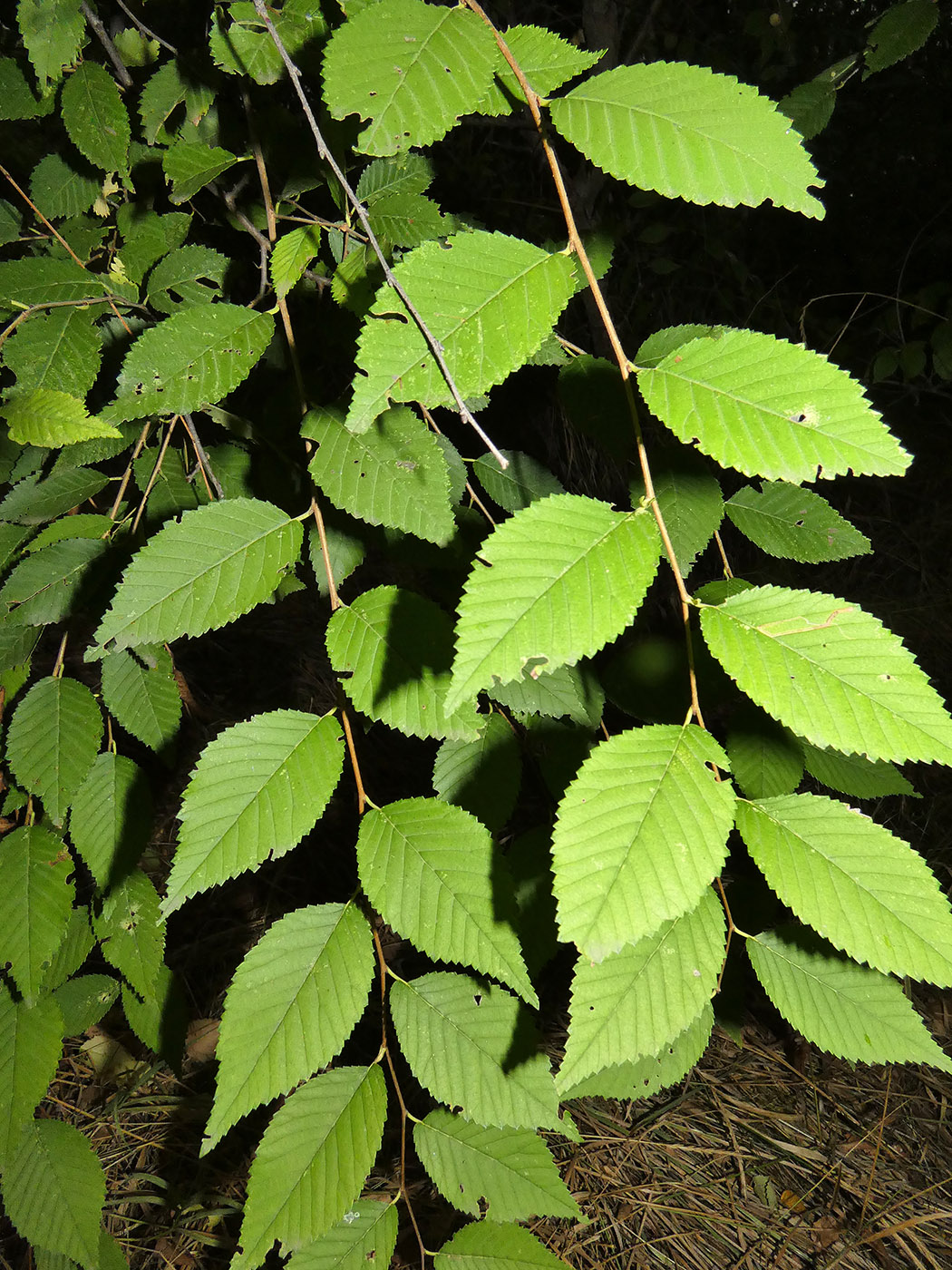 Изображение особи Ulmus pumila.