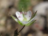 Minuartia hybrida