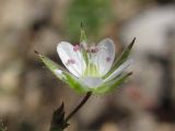 Minuartia hybrida. Цветок. Южный Берег Крыма, окр. пгт Симеиз. 18 мая 2011 г.