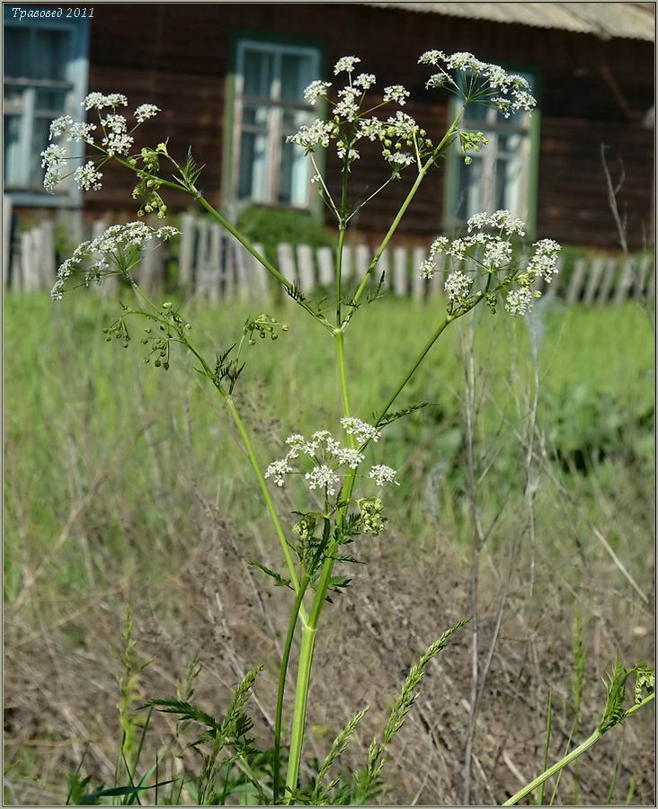 Image of Anthriscus sylvestris specimen.