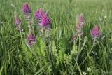 Oxytropis campanulata. Цветущее растение. Новосибирская обл., Ордынский р-н, с. Новопичугово. Июнь 2011 г.