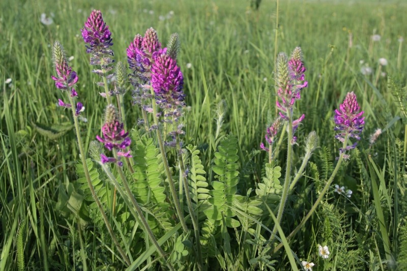 Изображение особи Oxytropis campanulata.