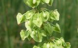 Rumex crispus