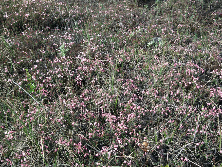 Изображение особи Andromeda polifolia.