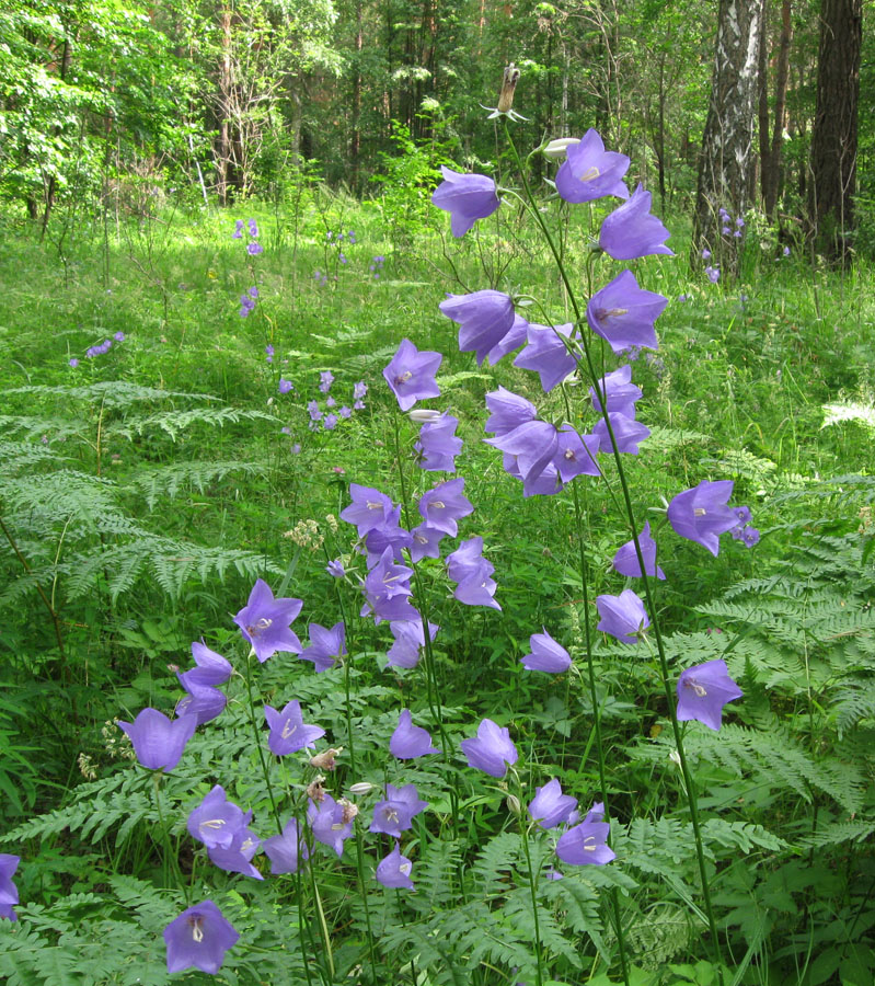 Изображение особи Campanula persicifolia.