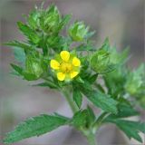 Potentilla ruthenica