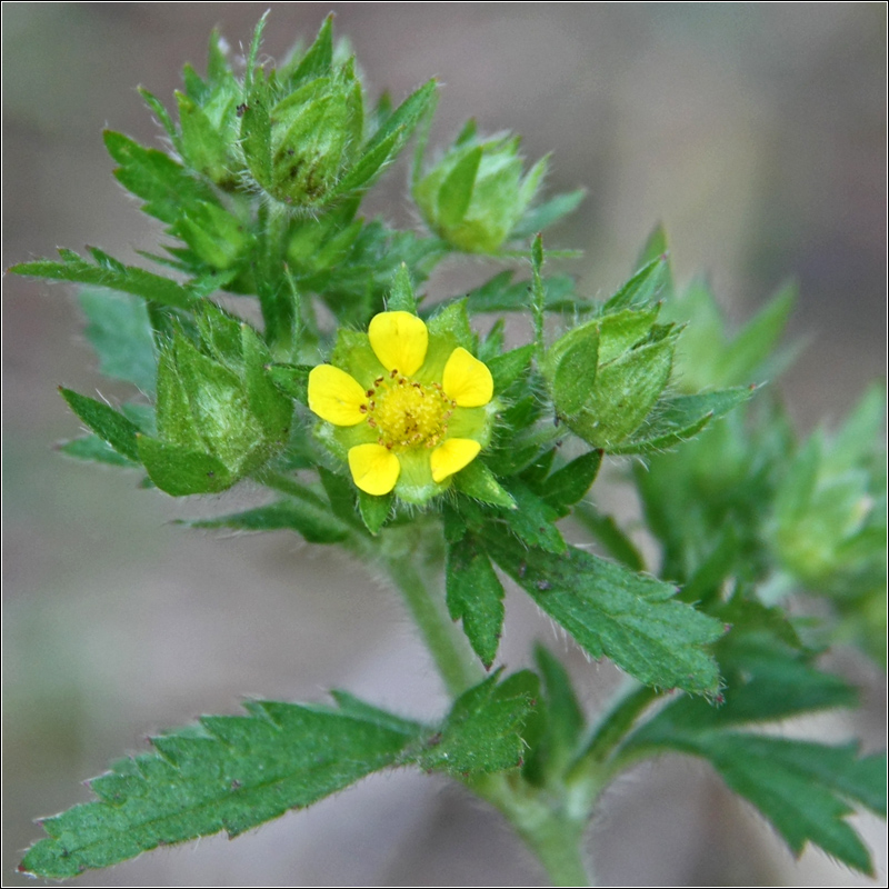 Image of Potentilla ruthenica specimen.