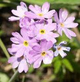 Image of taxon representative. Author is Галина Конечная