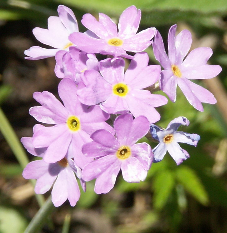 Изображение особи Primula farinosa.