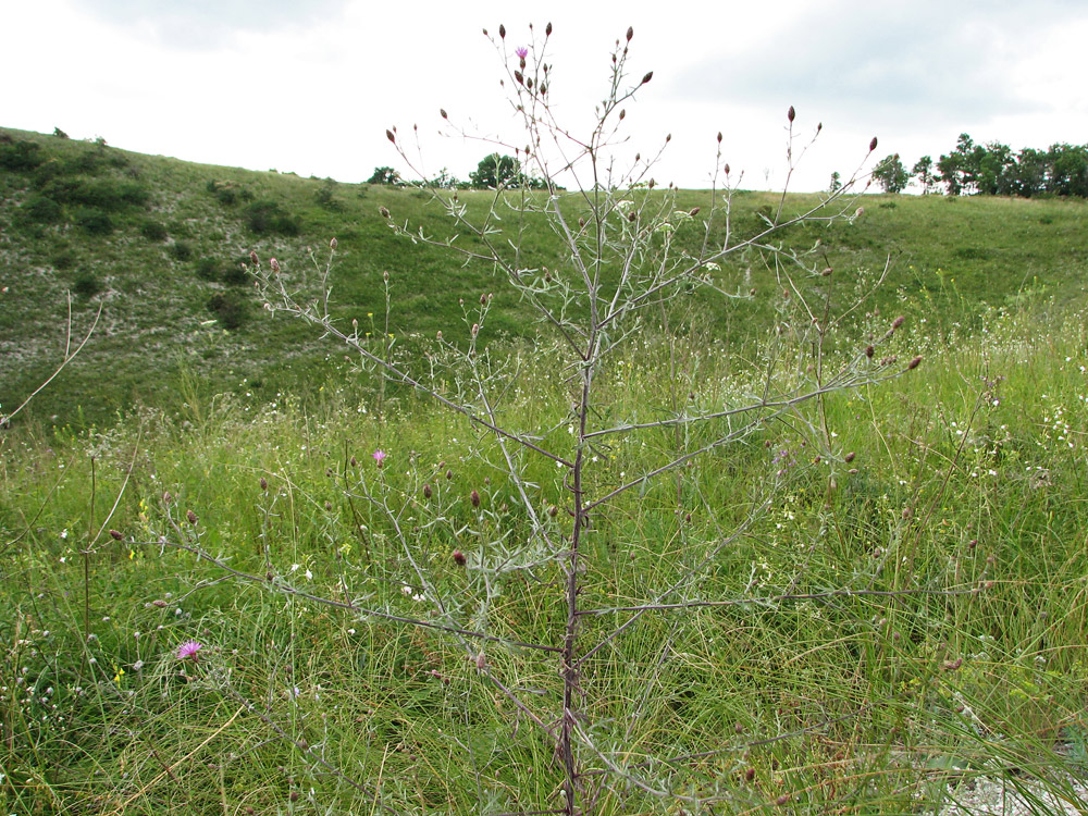 Image of Centaurea lavrenkoana specimen.