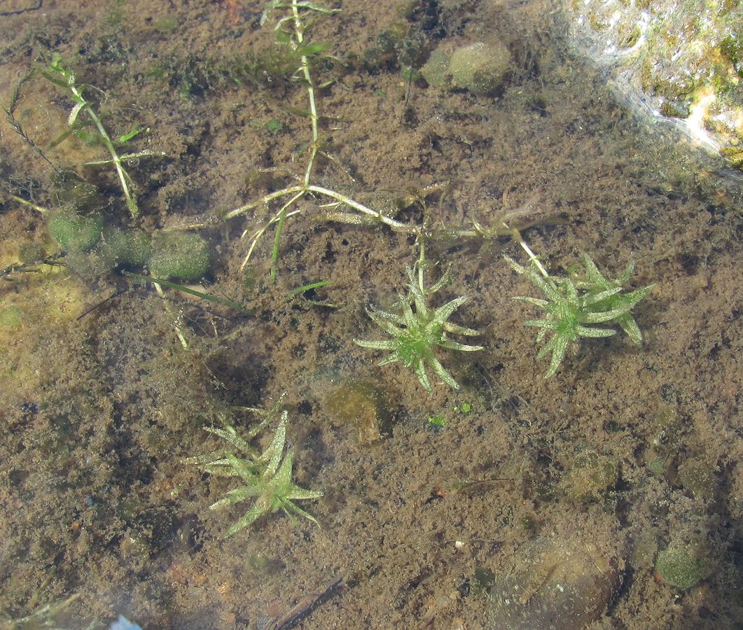 Image of Callitriche hermaphroditica specimen.