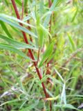 Artemisia dracunculus