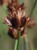 Juncus articulatus