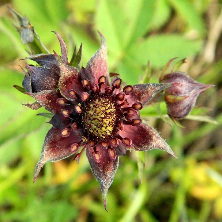 Image of Comarum palustre specimen.