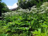 Heracleum mantegazzianum