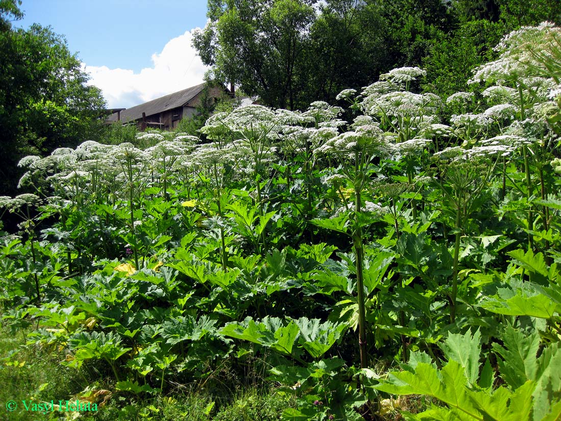 Image of Heracleum mantegazzianum specimen.