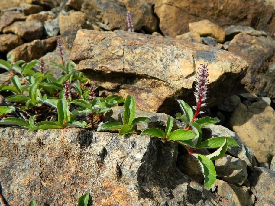Image of Salix arctica specimen.