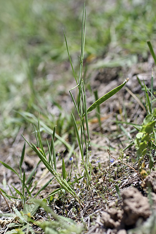 Изображение особи Lathyrus sphaericus.