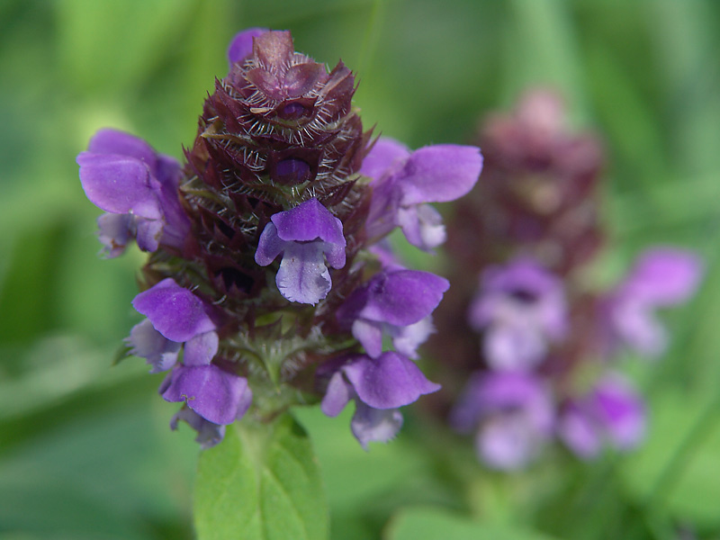 Image of Prunella vulgaris specimen.