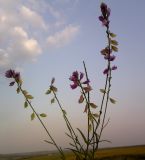 Polygala cretacea