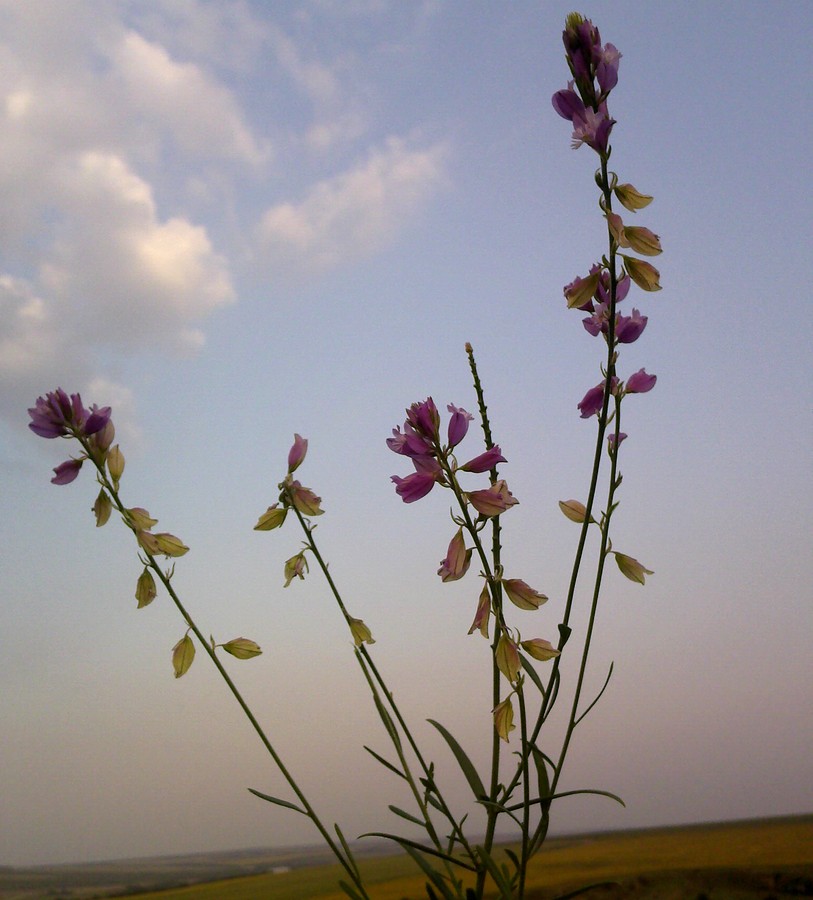 Image of Polygala cretacea specimen.