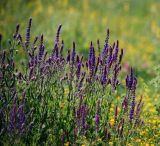 Salvia tesquicola. Верхушки цветущих растений. Воронежская обл., Павловский р-н, окр. с. Михайловка (Шипов лес). 18.06.2011.