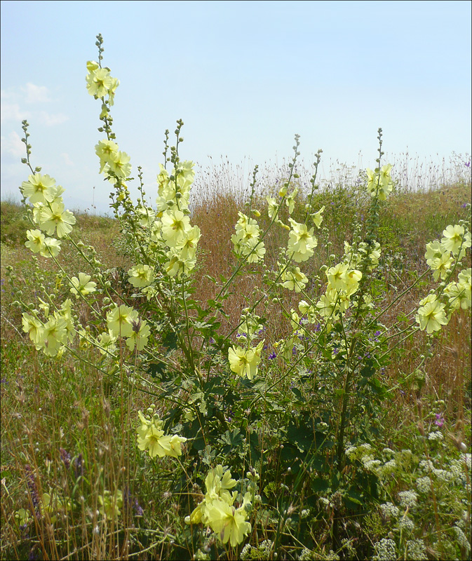 Изображение особи Alcea rugosa.