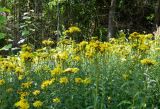 Inula salicina