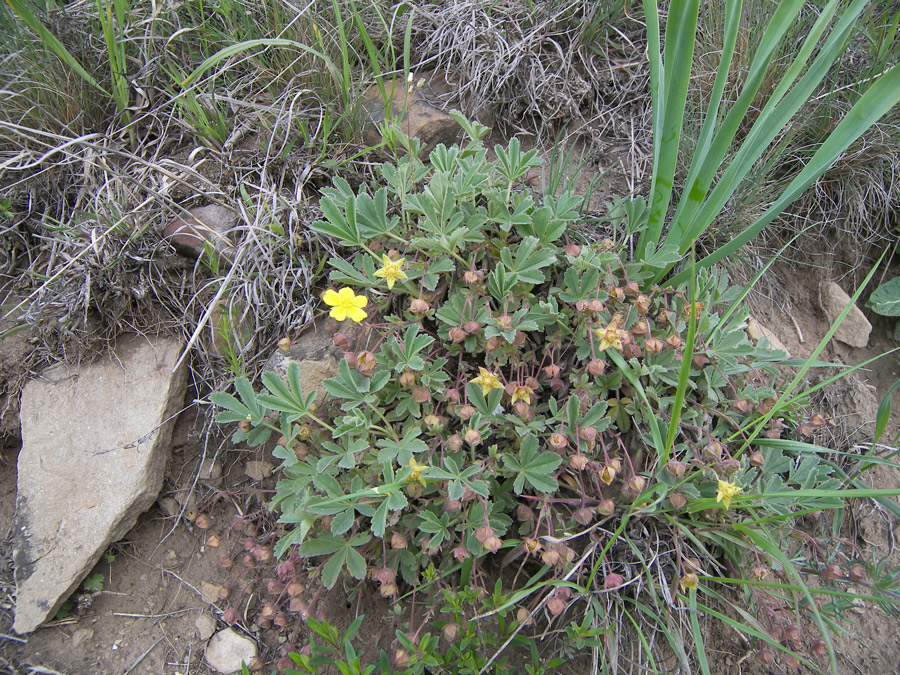 Image of Potentilla incana specimen.