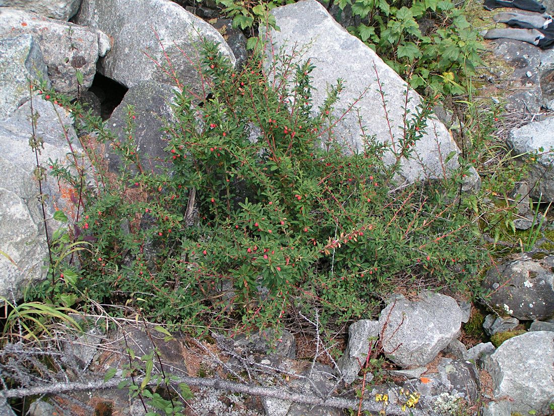 Image of Berberis sibirica specimen.