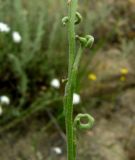 Neotorularia dentata. Часть соплодия. Копетдаг, Чули. Май 2011 г.