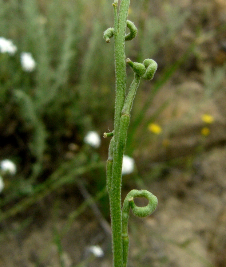 Изображение особи Neotorularia dentata.